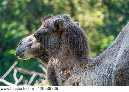 The Bactrian Camels, Camelus Bactrianus Is A Large, Even-toed Ungulate Native To The Steppes Of Cent