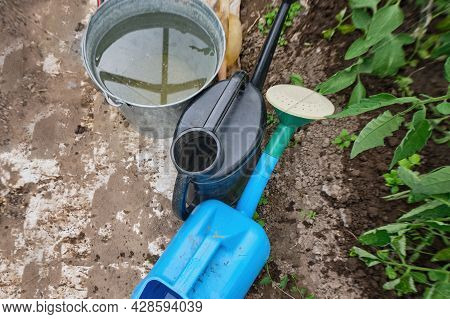 Two Watering Cans And A Bucket Of Water Stand Near The Bed With Seedlings In The Garden. Equipment F
