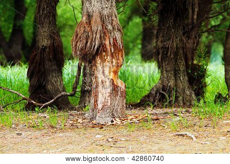 Albero rosicchiato dai castori