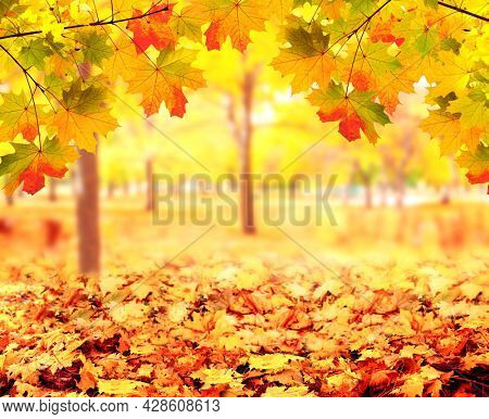 Calm fall season. Maple leaves on sunny beautiful nature autumn background. Horizontal autumn banner with  Maple leaf of red, yellow and green color. Copy space for text  