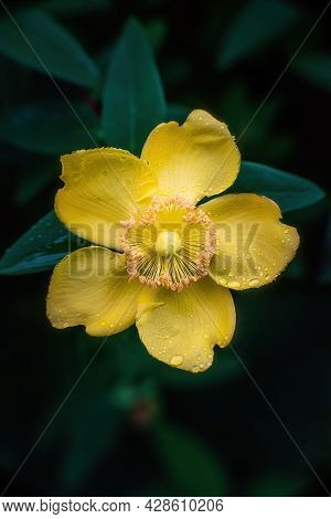 Peter Dummer (hypericum Dummeri) Blossom After Rain. Close Up..