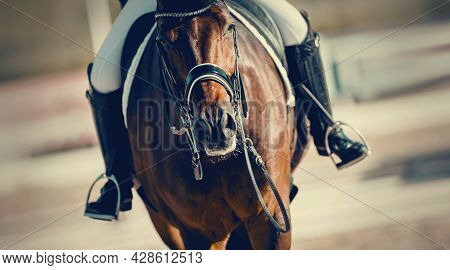 Equestrian Sport. Portrait Sports Stallion In The Double Bridle.the Legs Of The Rider In The Stirrup