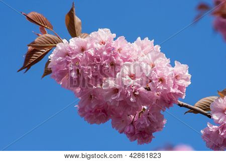 Rama de Sakura
