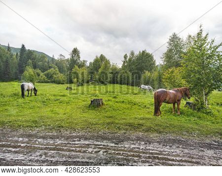 Vacation Landscape. Horse Outdoor In Evening. Russian Altai Mountains. Multa Region. Holiday At Home