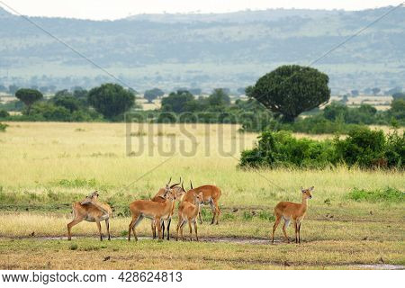 Uganda Kob (kobus Thomasi), National Parks Of Uganda