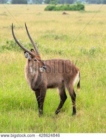 Defassa Waterbuck (kobus Defassa), National Parks Of Uganda