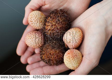 Female Hands Are Holding Exotic Ripe Rambutan And Leechy Or Lychee Fruits. Healthy Food, Fresh Organ