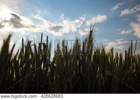 Ears Of Wheat Swaying In The Wind On A Sunny Day
