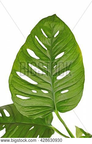 Leaf Of Exotic Houseplant With Botanic Name 'monstera Adansonii'   With Holes Isolated On White Back