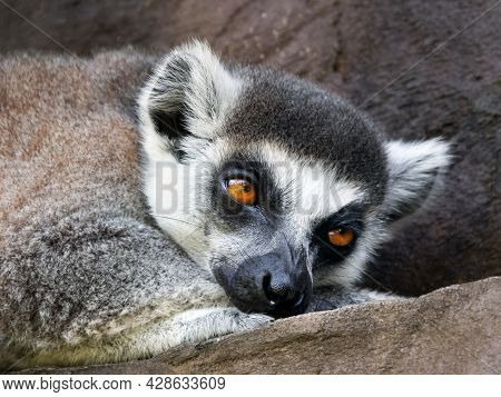 A Close Up Of An Lemur At A Zoo In Vietnam