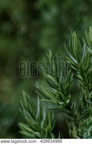 Natural Green Background With Green Juniperus Formosana.
