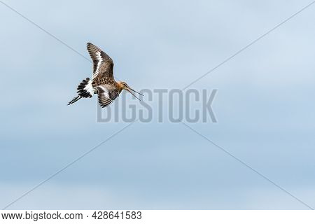 This Flying Godwit Is Flying Around On A Cloudy Day