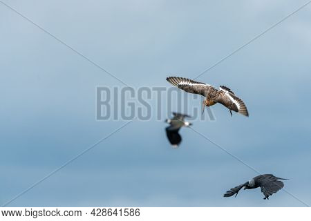 This Flying Godwit Is Chasing The Enemies In Flight
