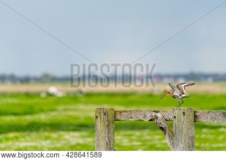 There Is A Black-tailed Godwit In The Meadow On A Fence Post