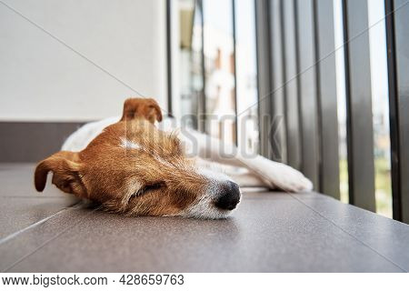 Sad Tired Dog On The Floow. Sleeping Jack Russell Terrier. Alone Pet Wait For His Owner