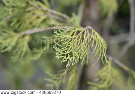Italian Cypress Branch - Latin Name - Cupressus Sempervirens Pyramidalis