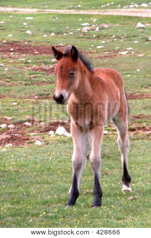 Colt
