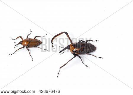 Red Palm Weevil, Rhynchophorus Ferrugineus,isolated On White