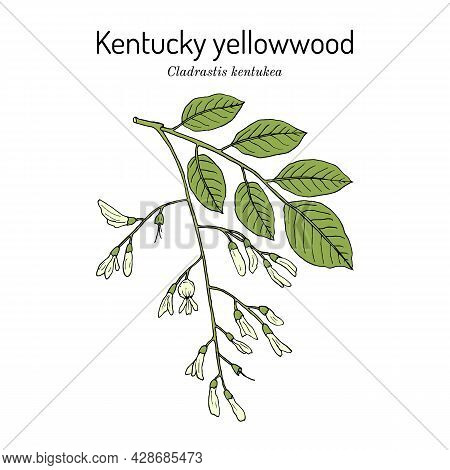 Kentucky Or American Yellowwood Cladrastis Kentukea , State Tree Of Tennessee. Hand Drawn Botanical 