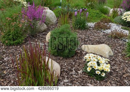 Ornamental Flower Bed With Perennial Pine Gray Granite Boulders, Mulched Bark And Pebbles In An Urba