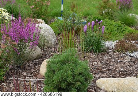 Ornamental Flower Bed With Perennial Pine Gray Granite Boulders, Mulched Bark And Pebbles In An Urba