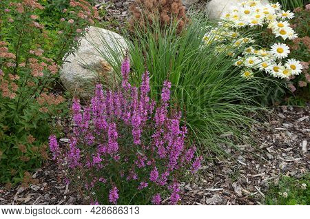 Ornamental Flower Bed With Perennial Pine Gray Granite Boulders, Mulched Bark And Pebbles In An Urba