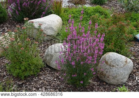 Ornamental Flower Bed With Perennial Pine Gray Granite Boulders, Mulched Bark And Pebbles In An Urba