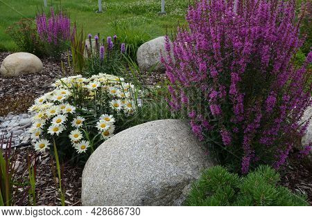 Ornamental Flower Bed With Perennial Pine Gray Granite Boulders, Mulched Bark And Pebbles In An Urba