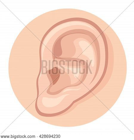 Human Ear Close-up On A White Background. Body Organ