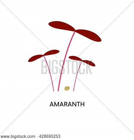 Amaranth Microgreens And Seed Vector Illustration. Superfood, Home Gardening, Greens. Can Be Used Fo