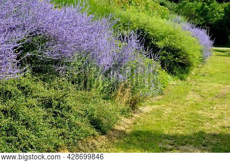 Flowerbed With St. John\'s Wort Bushes Blooming On The Slope And Blue Airy Lavender Form A Contrast 