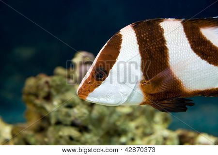 Bielik morskich ryb (dascyllus Aruanus)