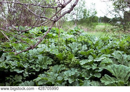 Many Leaves Of The Plant Borschevika Sosnovsky In The Forest In Summer. Young Sprouts And Leaves Wit