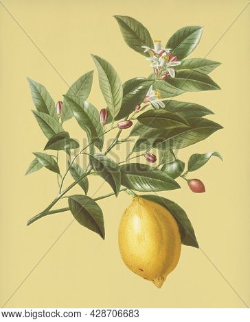 Vintage Illustration of Lemon fruit
