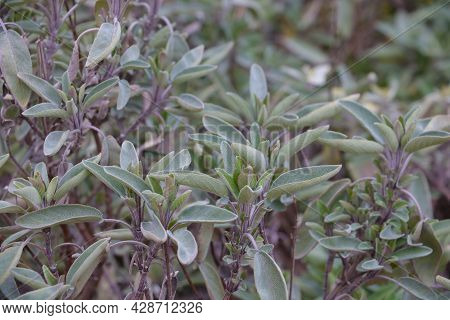 Fine Herbs And Aromatic Plants. Seasoning Treasures