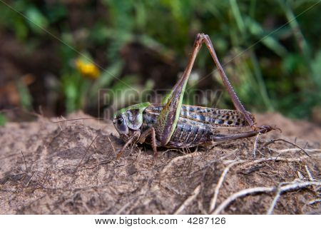 สีเทา Grasshoper