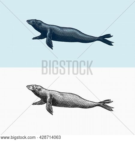 Fur Seal. Marine Creatures, Nautical Animal Or Pinnipeds. Vintage Retro Signs. Doodle Style. Hand Dr