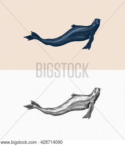 Fur Seal. Marine Creatures, Nautical Animal Or Pinnipeds. Vintage Retro Signs. Doodle Style. Hand Dr