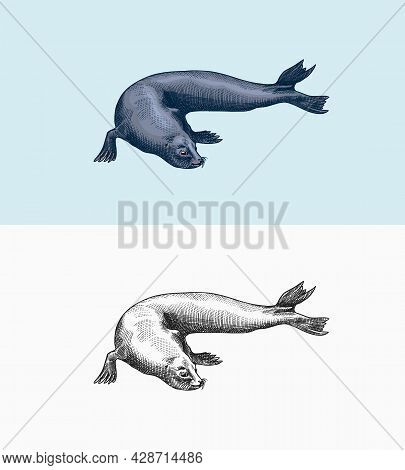 Fur Seal. Marine Creatures, Nautical Animal Or Pinnipeds. Vintage Retro Signs. Doodle Style. Hand Dr