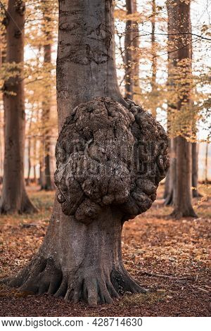 Big Growth On A Tree Trunk Disease Of A Tree Bark