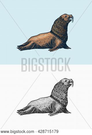 Steller Sea Lion. Marine Creatures, Nautical Anima. Fur Seall Or Pinnipeds. Vintage Retro Signs. Doo
