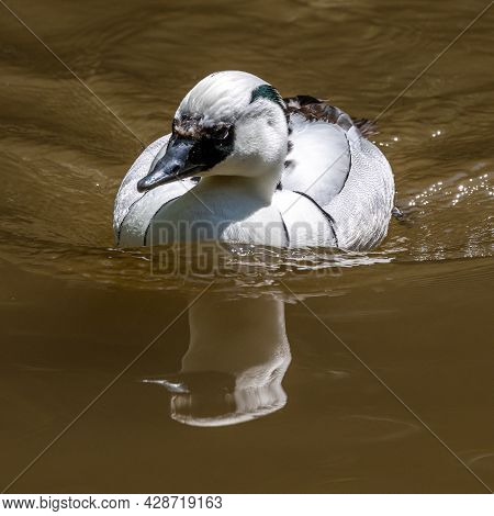 White Female Smew, Mergellus Albellus Swimming In Water In Its Natural Habitat At Munich, Germany