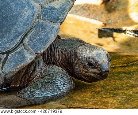 Aldabra Giant Tortoise, Curieuse Marine National Park, Curieuse Island, Seychelles