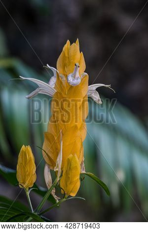 Closeup Of Beloperone Plumbaginifolia Flower From Mexico. It Is A Species Of Justicia, A Genus Of Fl