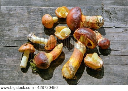 Forest Edible Mushroom Close Up. Freshly Picked Boletus On Wooden Background.xerocomus Subtomentosus