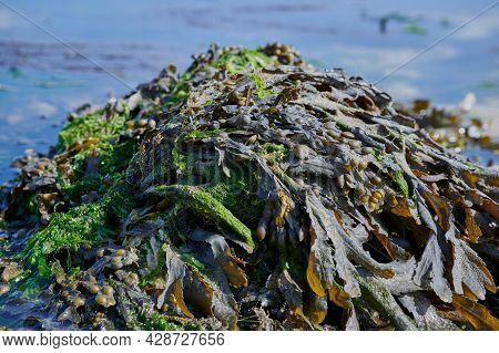 Pile With Algae In The Atlantic Ocean In Brittany, Closeup
