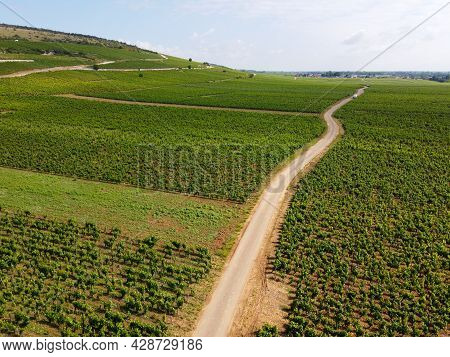 Aerian View On Green Grand Cru And Premier Cru Vineyards With Rows Of Pinot Noir Grapes Plants In Co