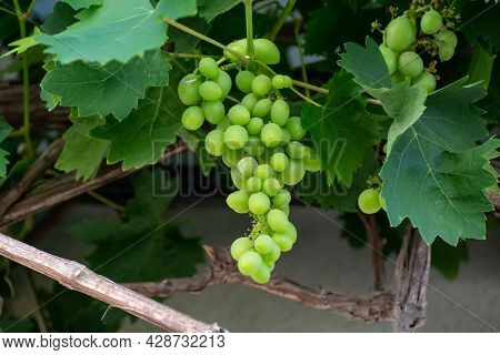 Bunch Of Green Unripe Table Grapes Hanging On Grape Plant In Vineyard