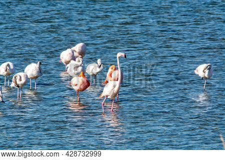Colony Of Pink Flamingos Wintering In Grevelingen Salt Lake Near Battenoord Village In Zeeland, Neth
