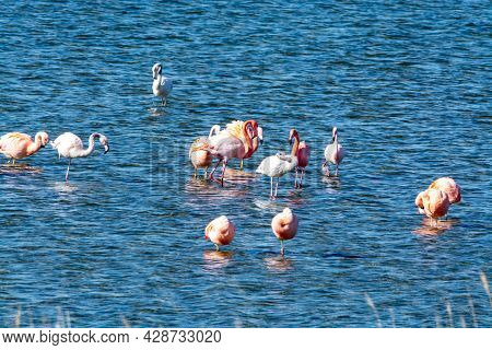 Colony Of Pink Flamingos Wintering In Grevelingen Salt Lake Near Battenoord Village In Zeeland, Neth